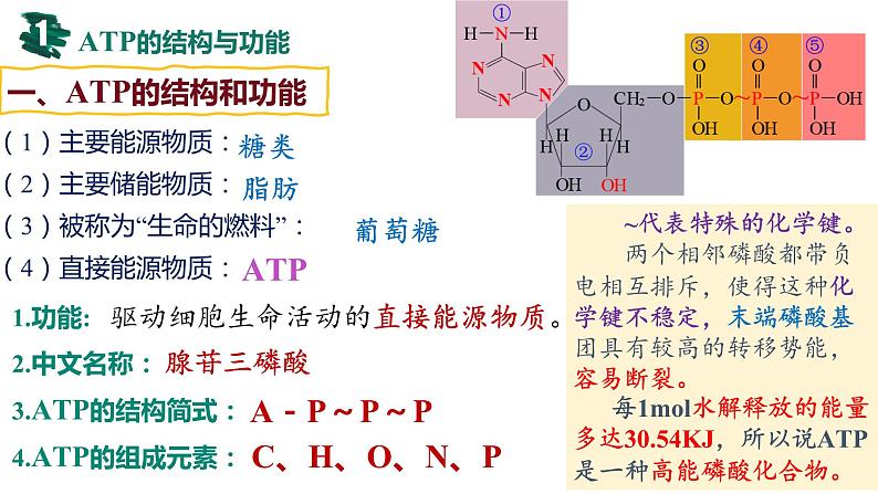 备战高考生物一轮复习优质课件 第07讲 ATP和酶04