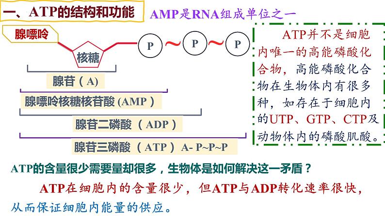 备战高考生物一轮复习优质课件 第07讲 ATP和酶05