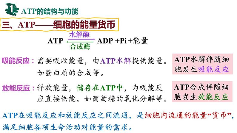 备战高考生物一轮复习优质课件 第07讲 ATP和酶07