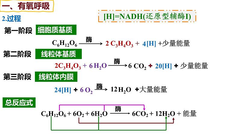 备战高考生物一轮复习优质课件 第08讲 细胞呼吸05