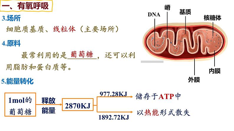 备战高考生物一轮复习优质课件 第08讲 细胞呼吸06