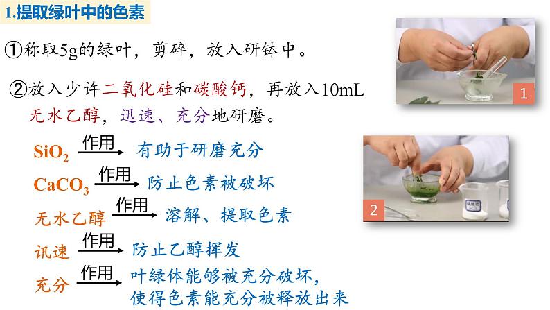 备战高考生物一轮复习优质课件 第09讲 光合作用与能量转化第8页