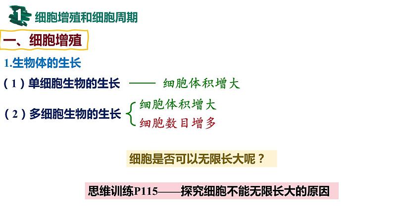 备战高考生物一轮复习优质课件 第10讲 细胞的增殖第4页