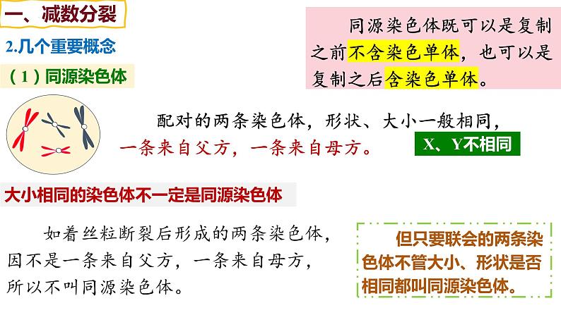 备战高考生物一轮复习优质课件 第11讲 减数分裂和受精作用05