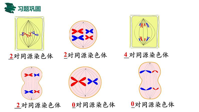 备战高考生物一轮复习优质课件 第11讲 减数分裂和受精作用06