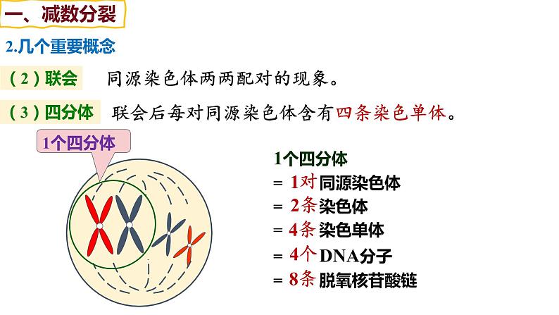 备战高考生物一轮复习优质课件 第11讲 减数分裂和受精作用07