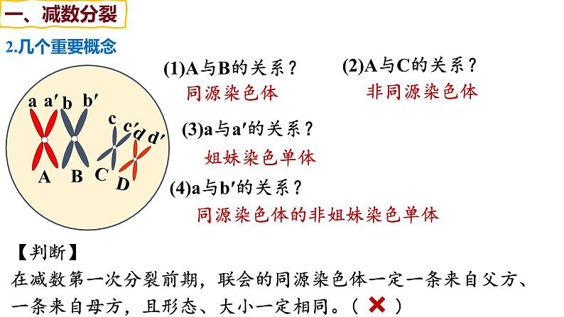 备战高考生物一轮复习优质课件 第11讲 减数分裂和受精作用08