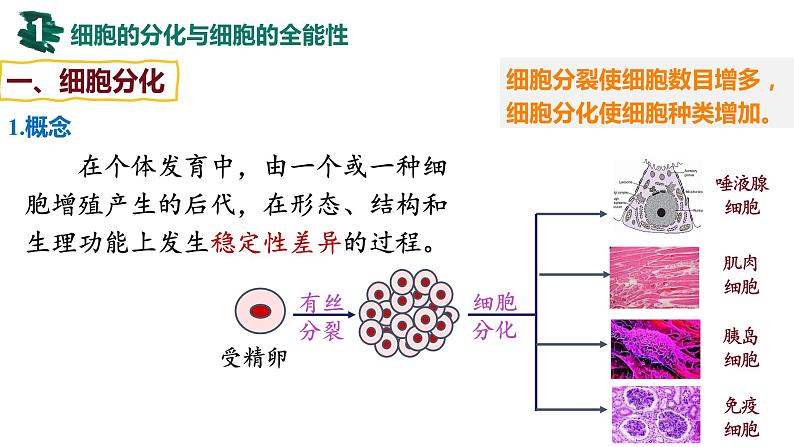 备战高考生物一轮复习优质课件 第12讲 细胞的分化、衰老和死亡04