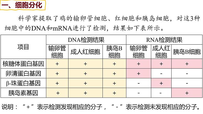 备战高考生物一轮复习优质课件 第12讲 细胞的分化、衰老和死亡第5页