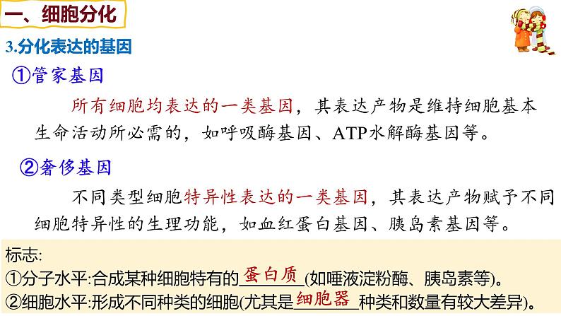 备战高考生物一轮复习优质课件 第12讲 细胞的分化、衰老和死亡第8页