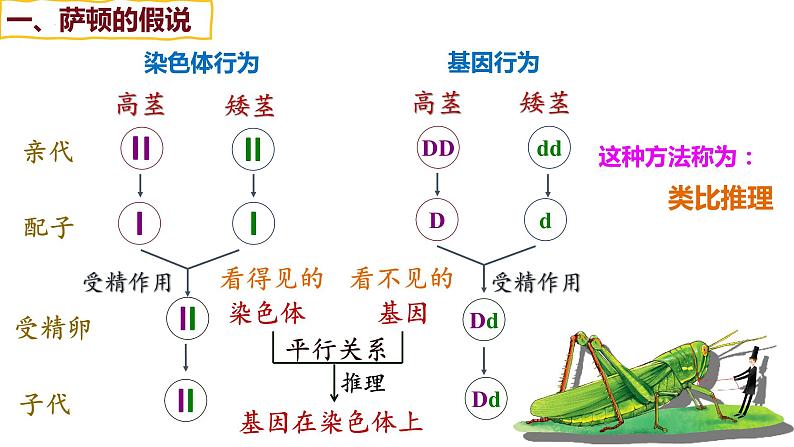 备战高考生物一轮复习优质课件 第15讲 伴性遗传和人类遗传病06