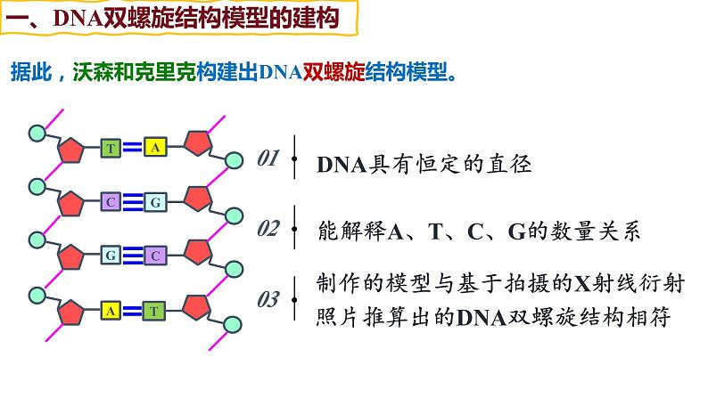 备战高考生物一轮复习优质课件 第17讲 DNA的结构、复制及基因的本质05