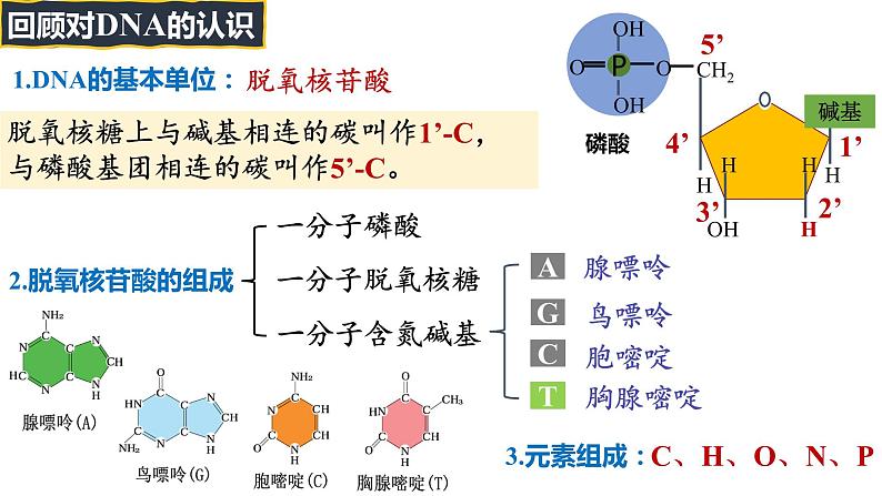 备战高考生物一轮复习优质课件 第17讲 DNA的结构、复制及基因的本质07