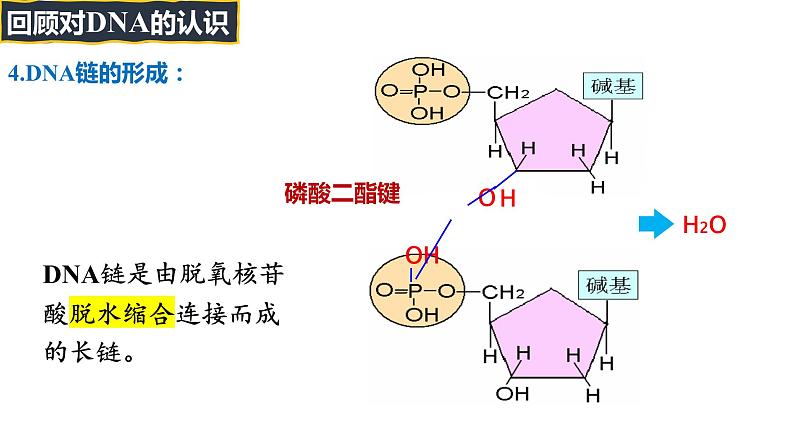 备战高考生物一轮复习优质课件 第17讲 DNA的结构、复制及基因的本质08
