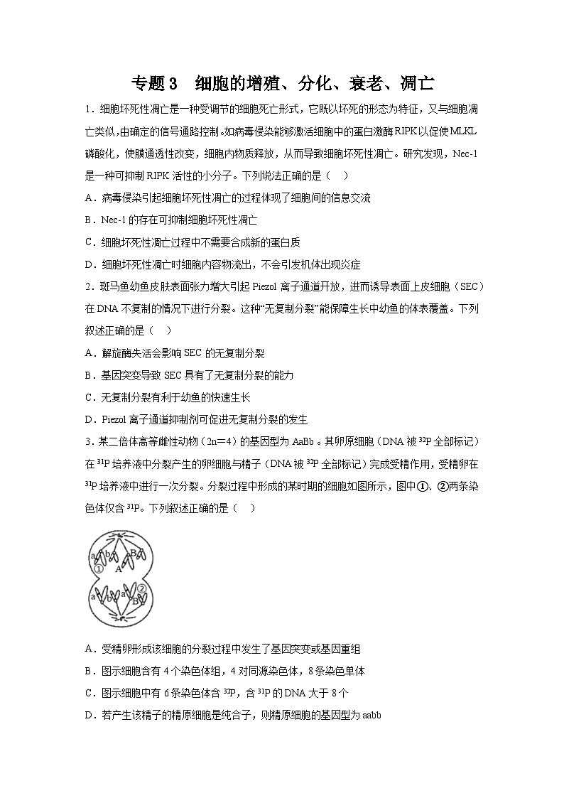高考生物第一轮复习知识点挖空专项练习 专题3细胞的增殖、分化、衰老、凋亡（原卷版+答案解析）第1页