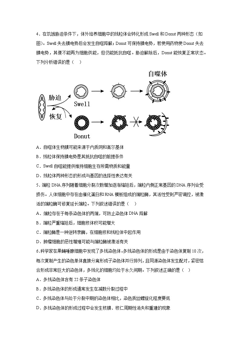 高考生物第一轮复习知识点挖空专项练习 专题3细胞的增殖、分化、衰老、凋亡（原卷版+答案解析）第2页