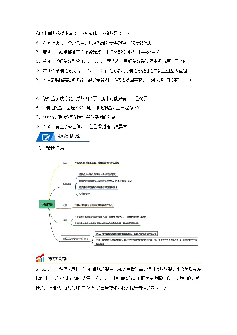 高考生物第一轮复习知识点挖空专项练习 专题6减数分裂和受精作用-回归课本-23版高考生物复习（原卷版+答案解析）02