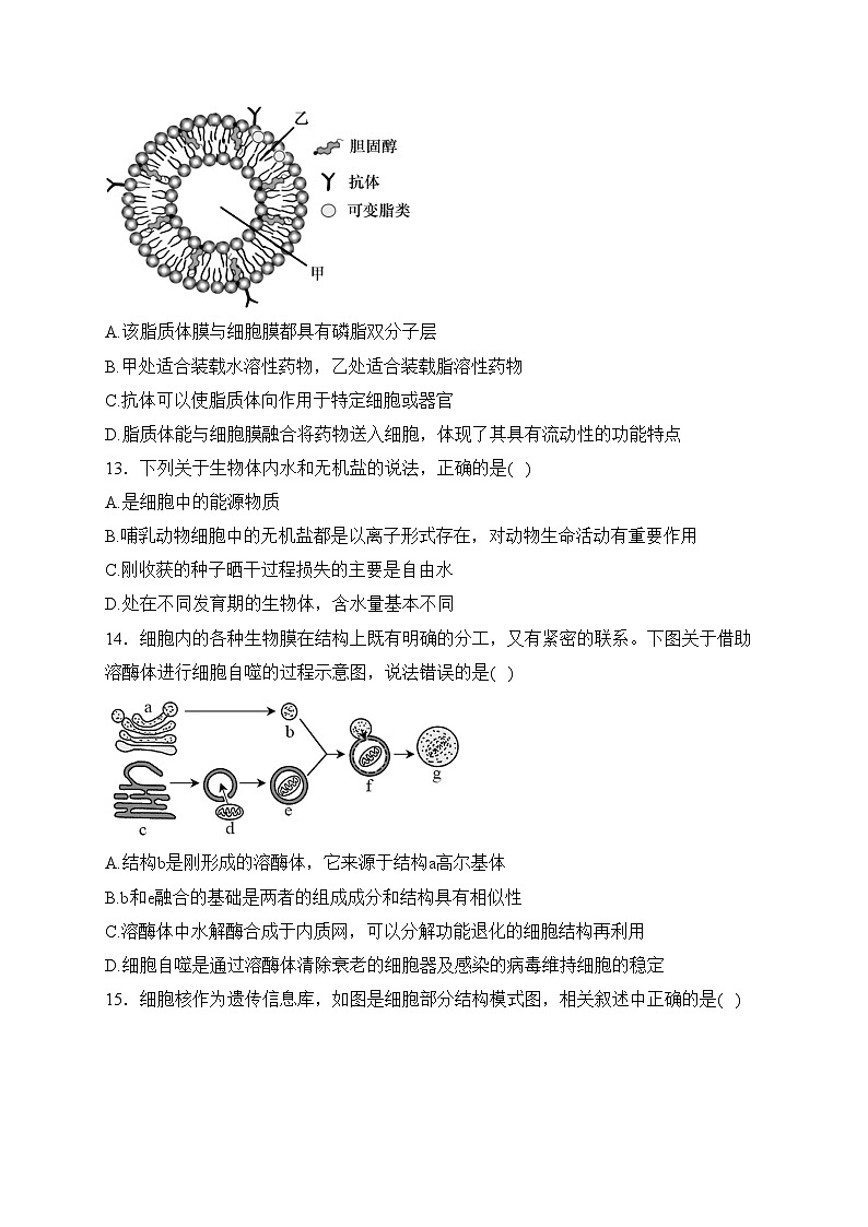 深圳市光明区光明中学2023-2024学年高一上学期12月月考生物试卷(含答案)第3页