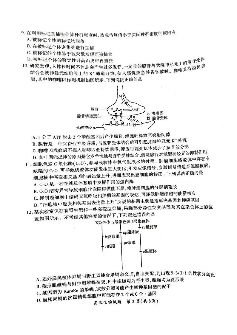 2024届福建省厦门市高三下学期高中毕业班第二次质量检测生物试题第3页