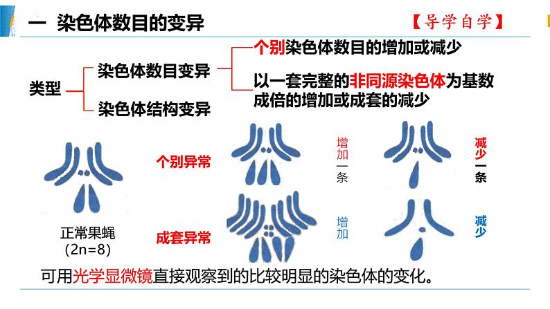 5.2.1染色体变异 课件第4页