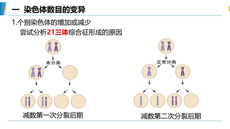 5.2.1染色体变异 课件第6页