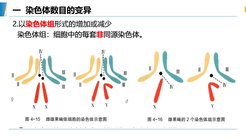 5.2.1染色体变异 课件第7页