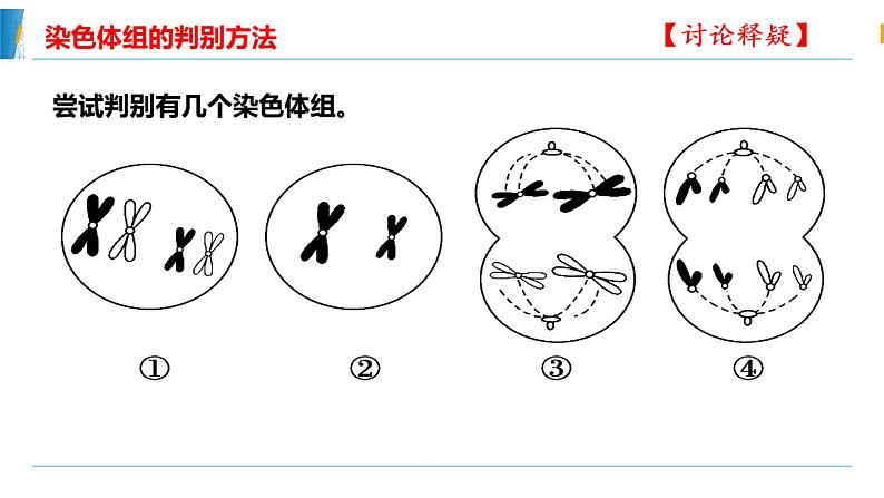 5.2.1染色体变异 课件第8页