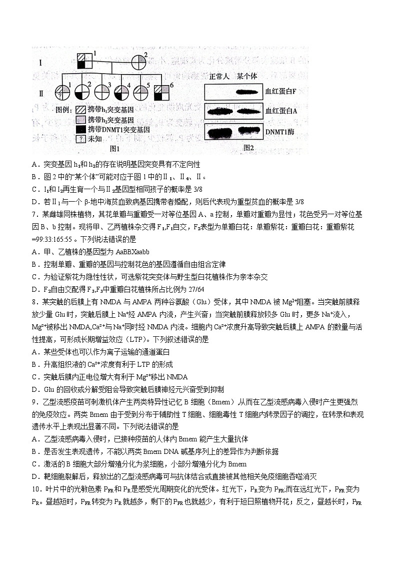 2024届山东省临沂市高三一模考试 生物试题(无答案)03