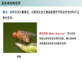 2023-2024学年浙科版（2019）必修2 4.3染色体畸变可能引起性状改变（第1课时）课件