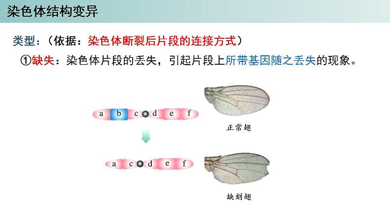 2023-2024学年浙科版（2019）必修2 4.3染色体畸变可能引起性状改变（第1课时）课件04