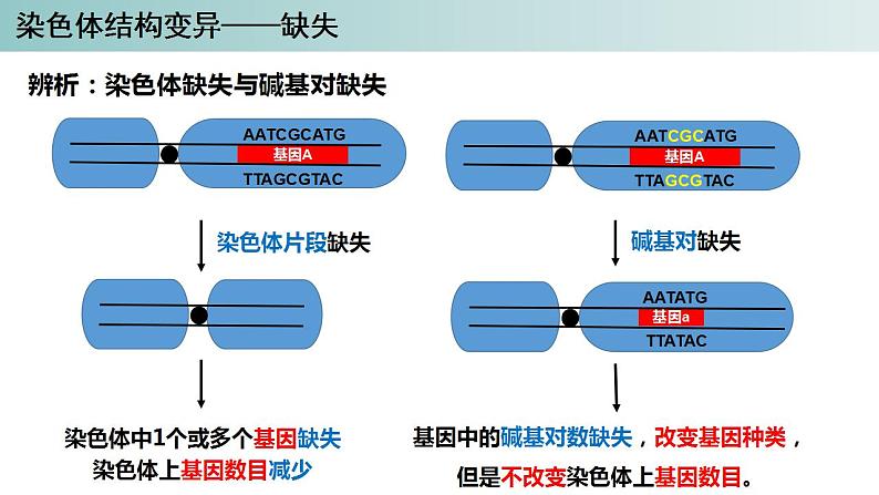 2023-2024学年浙科版（2019）必修2 4.3染色体畸变可能引起性状改变（第1课时）课件06