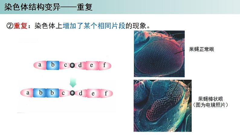 2023-2024学年浙科版（2019）必修2 4.3染色体畸变可能引起性状改变（第1课时）课件07