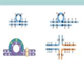 2023-2024学年浙科版（2019）必修2 4.3染色体畸变可能引起性状改变（第2课时）课件