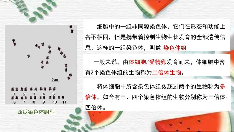 2023-2024学年浙科版（2019）必修2 4.3染色体畸变可能引起性状改变（第2课时）课件03