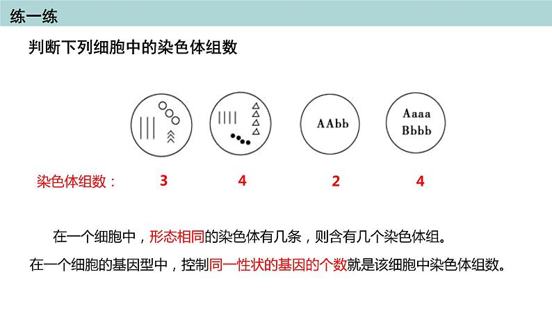 2023-2024学年浙科版（2019）必修2 4.3染色体畸变可能引起性状改变（第2课时）课件04