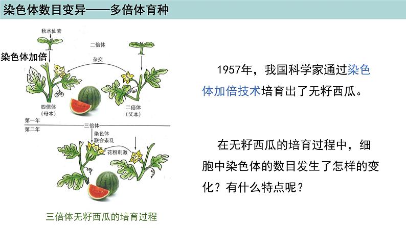 2023-2024学年浙科版（2019）必修2 4.3染色体畸变可能引起性状改变（第2课时）课件05