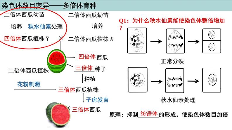 2023-2024学年浙科版（2019）必修2 4.3染色体畸变可能引起性状改变（第2课时）课件06