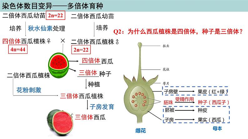 2023-2024学年浙科版（2019）必修2 4.3染色体畸变可能引起性状改变（第2课时）课件07