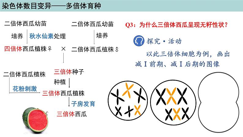 2023-2024学年浙科版（2019）必修2 4.3染色体畸变可能引起性状改变（第2课时）课件08