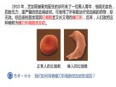 2023-2024学年浙科版（2019）必修2 4.1基因突变可能引起性状改变 课件