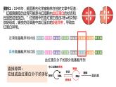 2023-2024学年浙科版（2019）必修2 4.1基因突变可能引起性状改变 课件