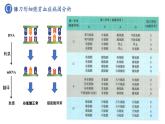 2023-2024学年浙科版（2019）必修2 4.1基因突变可能引起性状改变 课件