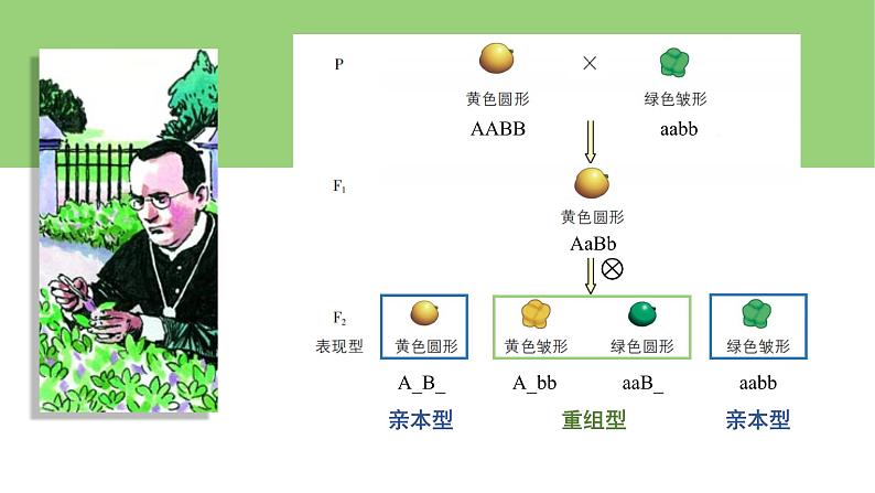 2023-2024学年浙科版（2019）必修2 4.2基因重组使子代出现变异  课件02