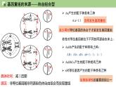 2023-2024学年浙科版（2019）必修2 4.2基因重组使子代出现变异  课件