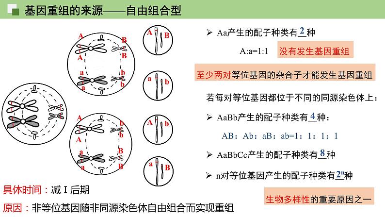 2023-2024学年浙科版（2019）必修2 4.2基因重组使子代出现变异  课件04