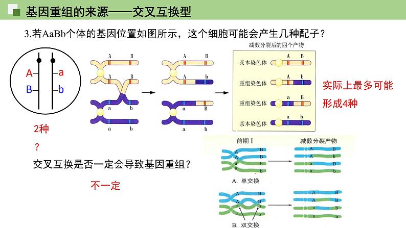 2023-2024学年浙科版（2019）必修2 4.2基因重组使子代出现变异  课件05