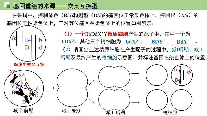 2023-2024学年浙科版（2019）必修2 4.2基因重组使子代出现变异  课件07