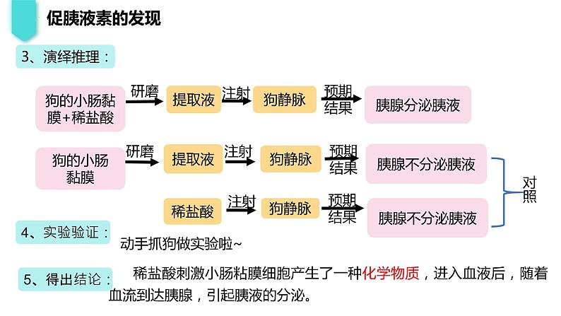 2023-2024学年浙科版（2019）选择性必修1 3.1 体液调节是通过化学信号实现的调节 课件第6页