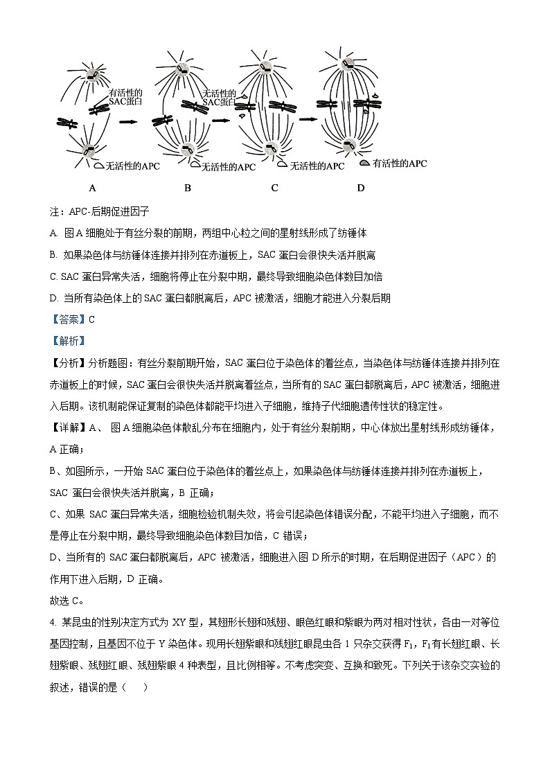 湖南省长沙市雅礼中学2023-2024学年高三下学期月考生物试卷（六）（Word版附解析）03