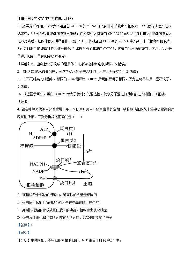 重庆市璧山来凤中学等多校联考2023-2024学年高三下学期3月月考生物试卷（Word版附解析）03